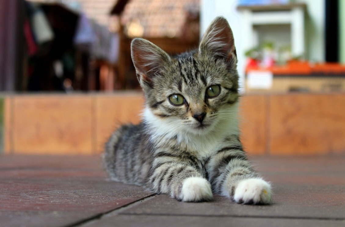 Cara Memandikan Kucing Domestik Yang Takut Air (Panduan Step-By-Step)