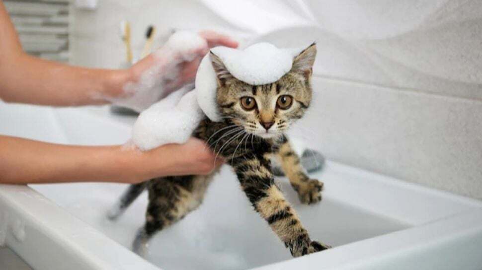 3 Kesalahan saat Memandikan Kucing yang Sering Dilakukan, Segera Hentikan!