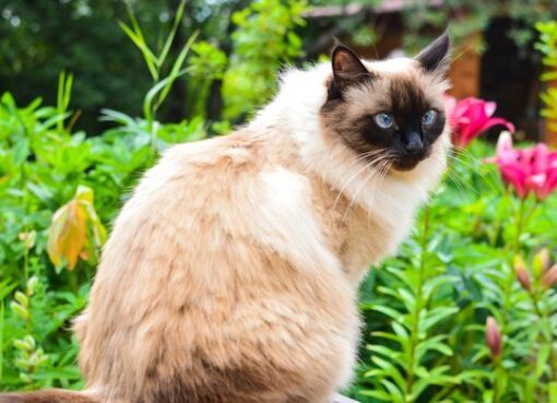 Jenis kucing yang cocok untuk penderita alergi menurut dokter hewan ...