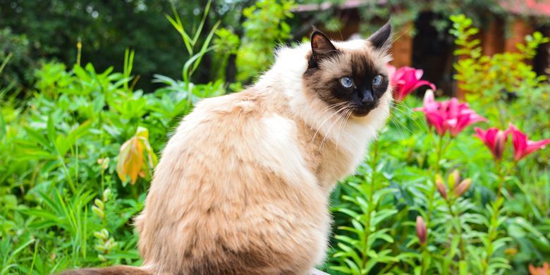 Tanda-Tanda Kucing Alergi Makanan Dan Cara Memilih Pakan Hipoalergenik