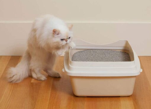 6 Alasan Kenapa Kucing Buang Air Tidak di Litter Box | PintarPet