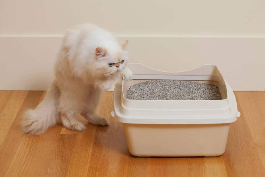 Cara Melatih Kucing Domestik Agar Buang Air Di Litter Box (Puppy Training)
