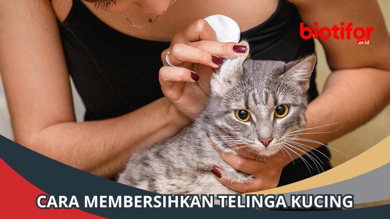 Cara Membersihkan Telinga Kucing dengan Benar dan Aman - Biotifor