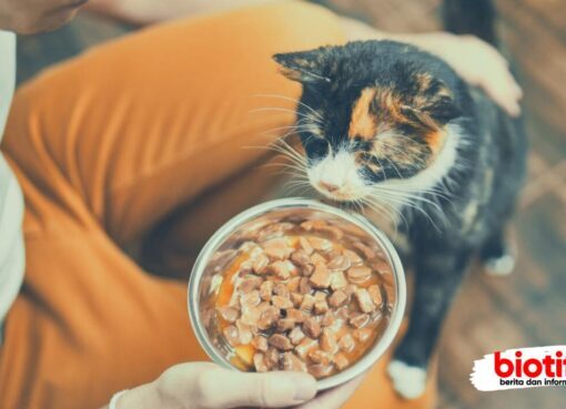 Cara Mengatasi Kucing Tidak Mau Makan Dan Penyebabnya