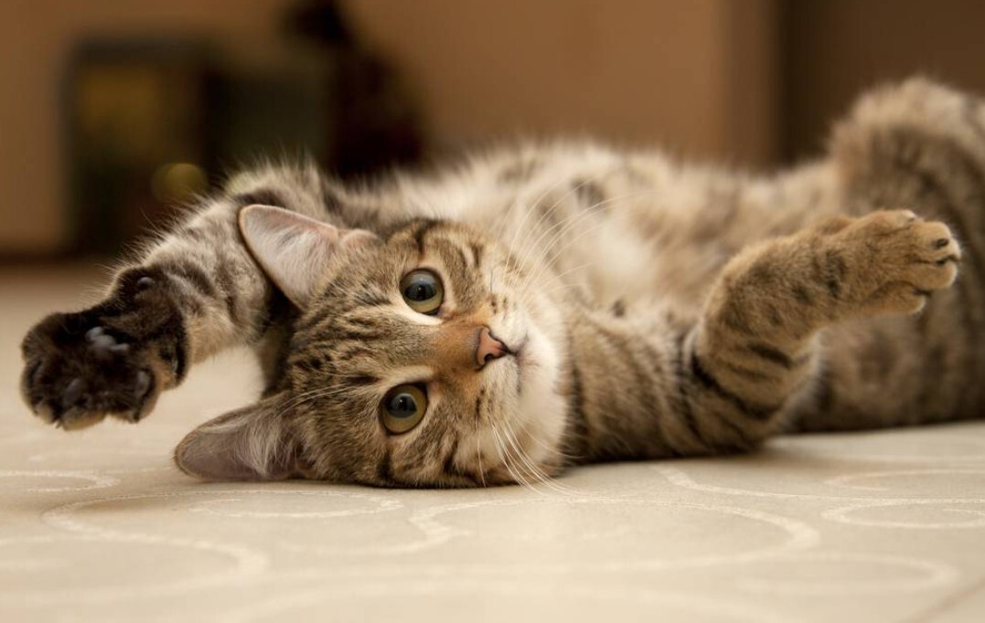 Diy Dry Shampoo Untuk Kucing Aman Dan Mudah Dibuat Di Rumah