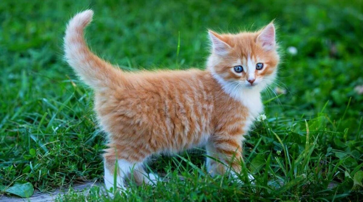 Perawatan Gigi Kucing 101 Cara Menyikat Gigi Kucing Dan Review Pasta Giginya