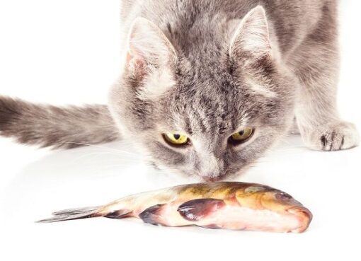 Reaksi Kucing Kepada Ikan Yang Masih Hidup - ikan kucing - Kiabbilu