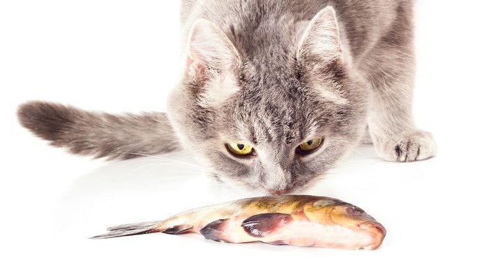 Bahaya Dan Manfaat Memberi Ikan Mentah Untuk Kucing Domestik