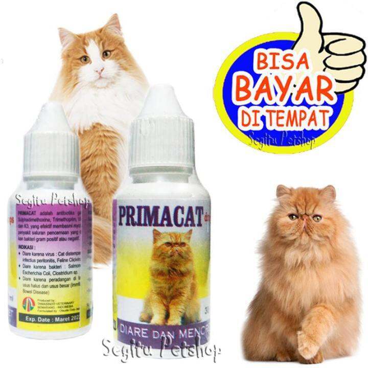 Cara Mengganti Merek Pakan Kucing Dewasa Tanpa Membuatnya Diare