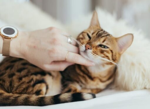 Pemilik Anabul Jangan Sampai Gak Tau. Ini Dia 7 Ciri-Ciri Kucing Sakit ...