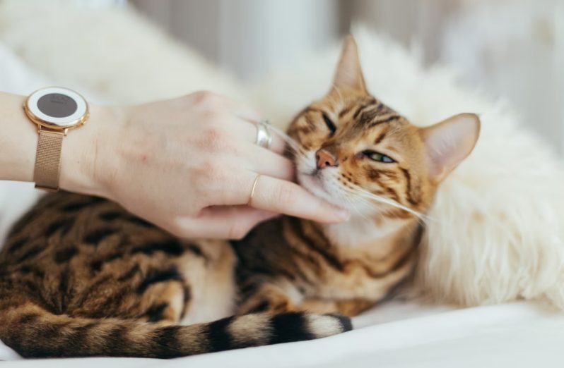 10 Tanda Kucing Domestik Sedang Sakit Yang Sering Diabaikan Pemilik