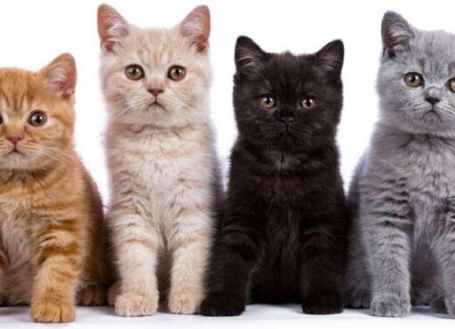 8 Ciri Kucing Bahagia, Pemilik Anabul Harus Tahu! - Berkeluarga