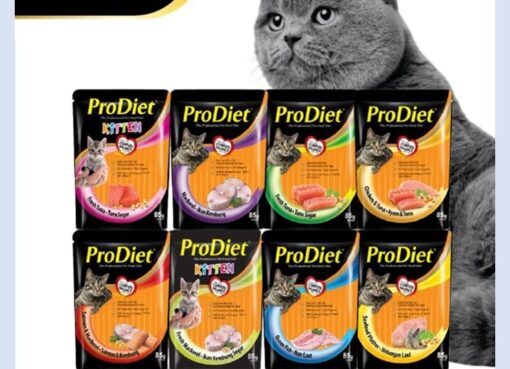 5 Rekomendasi Makanan Kucing yang Bagus dan Bergizi - Berkeluarga