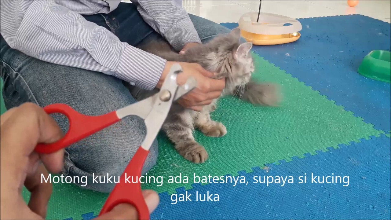 Panduan Lengkap Memotong Kuku Kucing Tanpa Drama Dan Anti Gagal