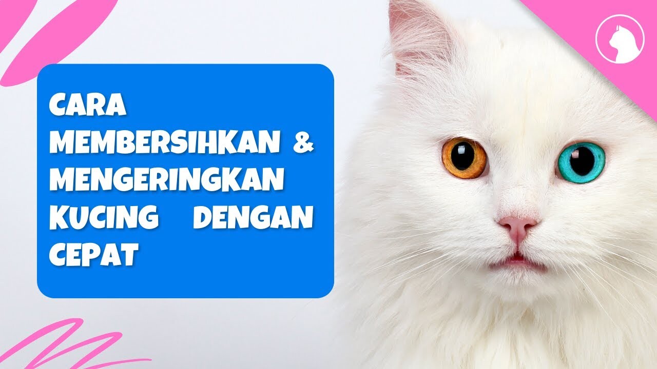Cara Membersihkan Noda Kuning Di Bulu Kucing (Tear Stains)