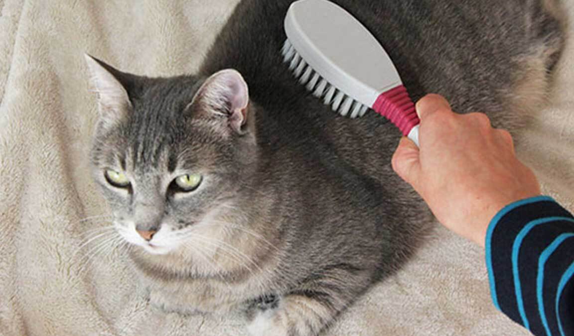 Apakah Kucing Domestik Bulu Pendek Perlu Disisir Setiap Hari?