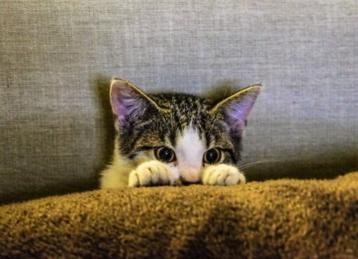 7 Penyakit pada Kucing yang Mematikan dan Gejalanya, Wajib Tahu!