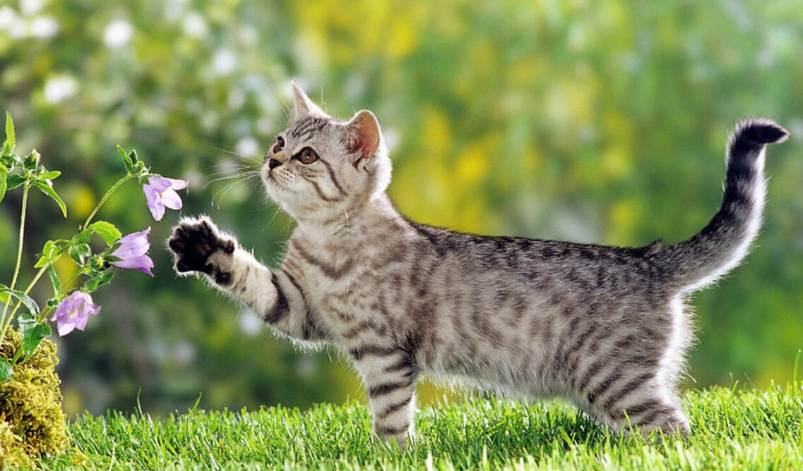 Biaya Perawatan Kucing Domestik Per Bulan Rincian (Pakan, Pasir, Grooming)