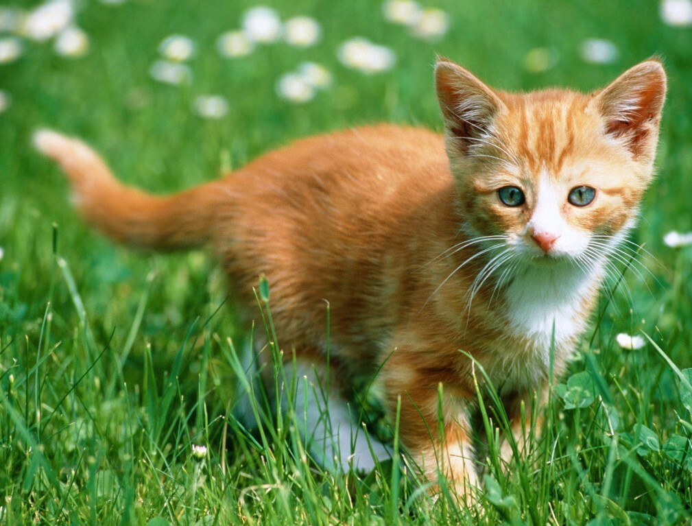 Kapan Waktu Terbaik Untuk Steril Kucing? Manfaat, Risiko, Dan Perawatannya