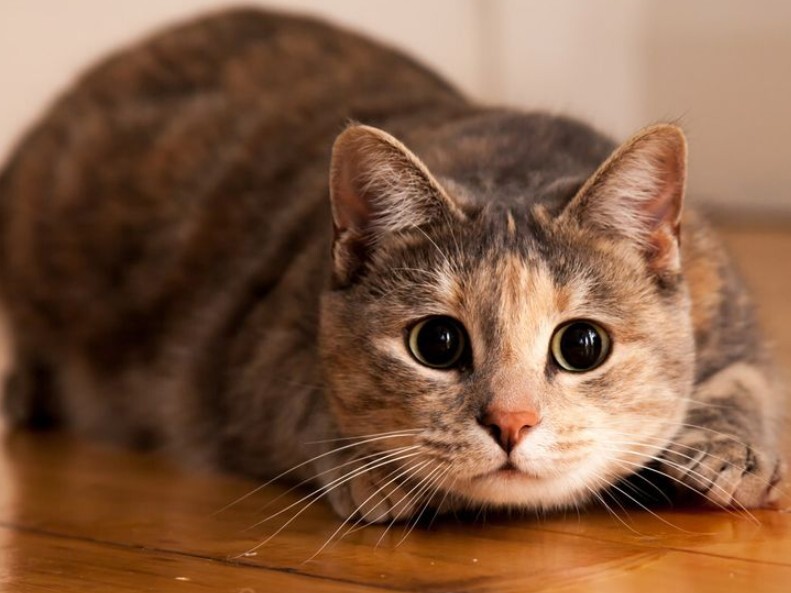 Panduan Lengkap Vaksinasi Kucing Domestik Jadwal, Jenis, Dan Biaya